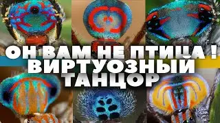 Самый виртуозный танцор среди букашек. Гарантия улыбки и удивления. 
