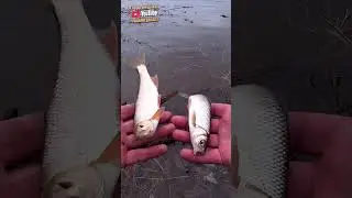 Рыбалка. Кто знает что за рыба ПЛОТВА или ЧАБАК? 