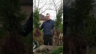 Наши туи едут к своим хозяевам!🌲👍😀 