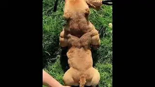 ПИТБУЛЬ МУСКУЛЫ
