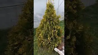Туя Санкист примерно 9лет