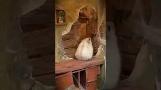 Homura Ham's Hamsters in the Haunted House for Halloween