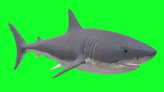 Green Screen | Chroma Key | Animal 4K | Shark