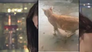 MeoHoang4