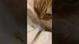 Никогда не корми своего кота после 