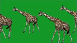 Giraffes stampede Green Screen | Giraffe Green Screen | Animal Stampede 