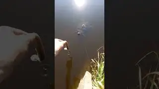 Красноухая черепаха в санатории. Завтрак. Сахалин.