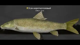 🐠Russian Fishing 4 /Русская рыбалка 4 ▶🐟 Усач короткоголовый 51-138 )))🐟
