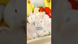 Хотела купить только одного кролика 🐰😱 #животные #милыеживотные