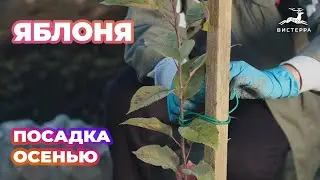 ЯБЛОНЯ ПОСАДКА ОСЕНЬЮ | КАК ПОСАДИТЬ ЯБЛОНЮ ОСЕНЬЮ?