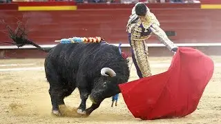 DO BULLS REALLY HATE RED? || LIVING EARTH