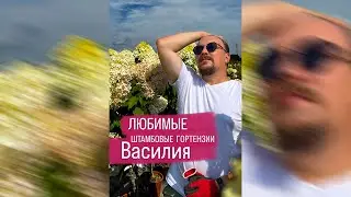 Любимые гортензии Василия!