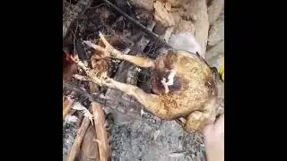 Pinikpikan