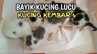 Anak kucing kembar 4 | Cat giving birth  | Tuxedo cats