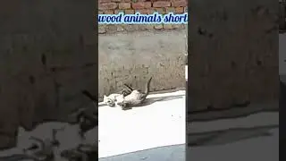 cat fight | wood animals