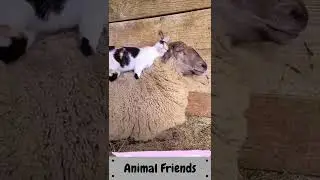 Animal Friends Cute Animal Videos @goodguydoll2 #shorts #animals #tiktok