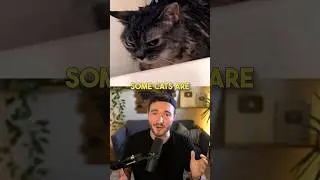 This cat knows.. ENGLISH?!