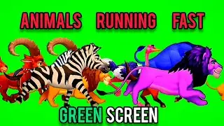Animals running fast on green screen 