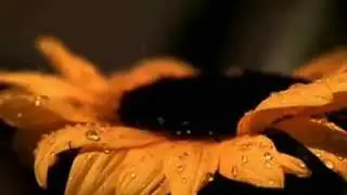 Маэстро Джейхун