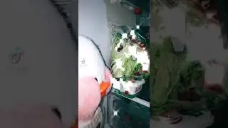 Уточка 