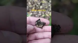 Хабара всё меньше 