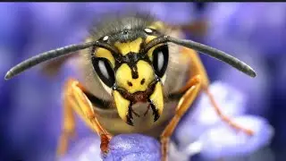 в эфире! ОСЫ И ПЧЕЛОВОДЫ, ОСЫ ПОЛЕЗНЫЕ ИЛИ ВРЕДНЫЕ? WASPS, POLISTES, MEGASCOLIA, PARAVESPULA, VESPA