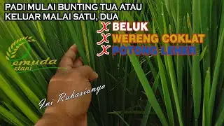 PESTISIDA ANDALAN SAAT PADI BUNTING TUA