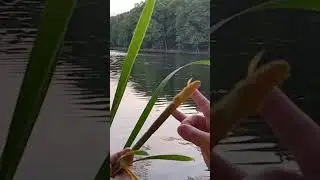 Flicking a 