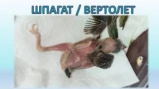 Проблема с ногами у птенца - как лечить шпагат / вертолет