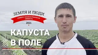 Земля и люди #6:  Капуста в поле