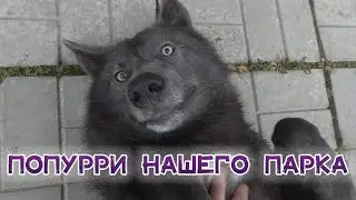 Попурри животных нашего парка. Волки, кошки, шакалы, лошади.