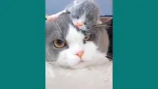 How mother cat protect and take care their children (1)#cat #kitten #pet #poopoo #cute #抖音 #tiktok