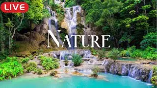 🔴 Beautiful Relaxing Music Rejuvenates Cells 🌿 Reduces stress, and massages the brain from within