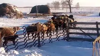 жизнь в деревне,Утренее кормление овец.