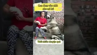 Con của ngươid ta cũng giành 😒😒😒pet dog chó xuhuong