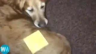 Top 5 Cheese