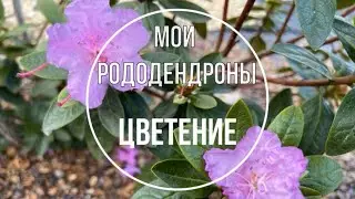 Как рододендроны перезимовали в Сибири. Цветение.