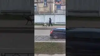 Вот такой вот патруль 