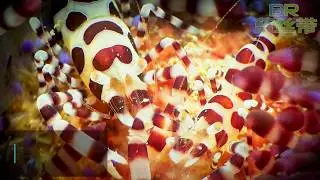 Secret Bay - Anilao Dive Resort Site by Blue Ribbon Dive Resort