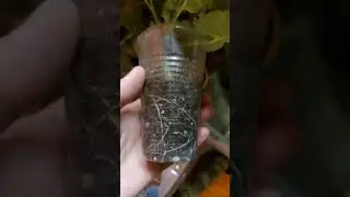 ЧЕРЕЗ СКОЛЬКО ЗАЦВЕТАЕТ ЧЕРЕНОК ПОСЛЕ УКОРЕНЕНИЯ?