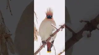 What does your hair look like? | Film Studio Aves #birds #wildlife #nature