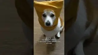 Бракованная собака 