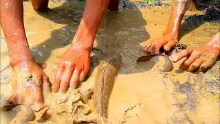 Village boys catching a lots of fish  in the field using by hand♥amazing nature♦