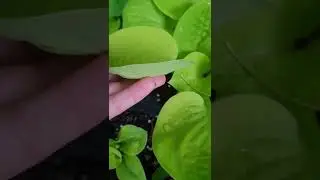 хоста Ай Катчер 