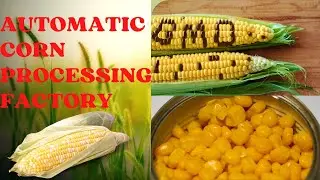 Amazing Automatic Canned Food Factory - #corn #foodprocessingmachines #veggies