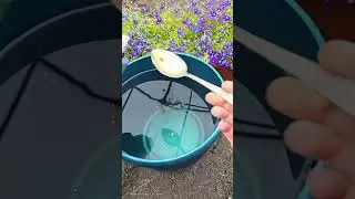 1 ложка на ведро воды и земля как НОВАЯ, ЗДОРОВАЯ, плодородная, даст море урожая на года #подкормка
