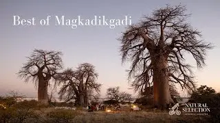 The Best of the Makgadikgadi Salt Pans | Botswana