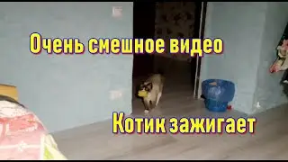 Приключения кота Тома. Очень смешное видео. Кот носит апорт.