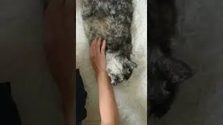 МУЖЧИНА СПАС КОТЁНКА, КОТОРЫЙ ОСТАЛСЯ НА УЛИЦЕ / ПРИЮТИЛ КОТА / man saved kitten