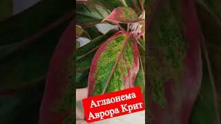 Аглаонема Аврора Крит #shorts